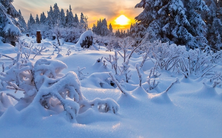 Winter sunset - ice, landscape, sun, winter, sunset, nature, amazing, forest, beautiful