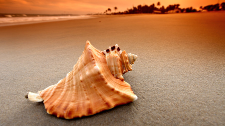 Seashell - seashell, beach, view, landscape, ocean