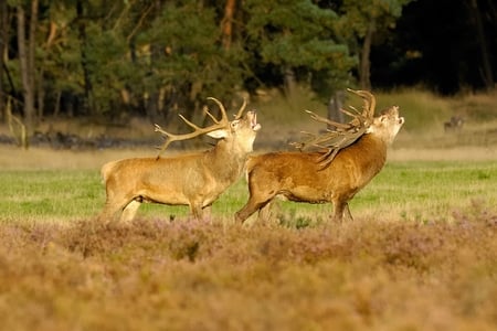 Red Deers - antlers, red deers, grass, trees