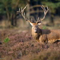 Alerted Deer