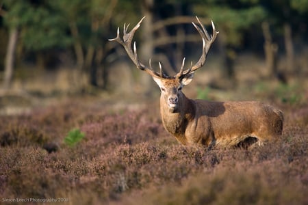 Alerted Deer - trees, alerted, antlers, deer, heathland