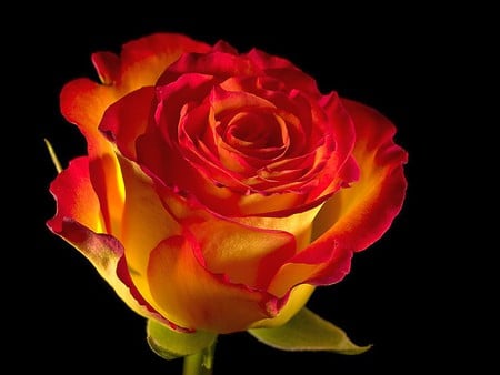 Beautiful Rose - picture, cool, rose, beautiful