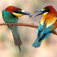 Colorful Birds