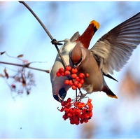 Beautiful Birds