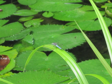 Dragonfly - insect, nature, ready for flight, dragonfly