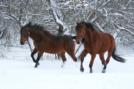 Horses in Winter - winter, nature, horses, brownhorse, snowy, cold, snow