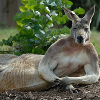 Aussie Centerfold