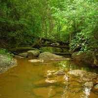 Quiet Forest Stream