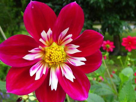 Flower - leaves, flower, pink, nature