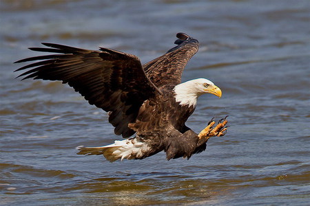 Eagle approach - eagle, bald, hot, fishing, hunting, lake, cool