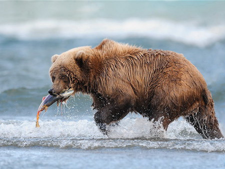 lunch - bears, cool, hot, wild, river, grizzly, salmon