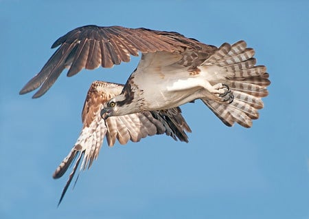 Osprey - hawk, sky, cool, hot, eagle, wild, falcon