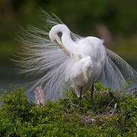 Egret