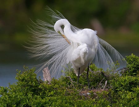 Egret - white, cool, hot, wild, fish, green, swamp