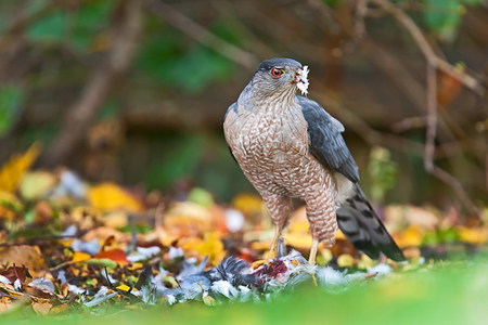 falcon - hawk, fast, cool, hot, eagle, blue