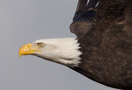 Eagle in flight