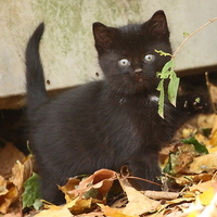 witchy kitty 4 Karyn