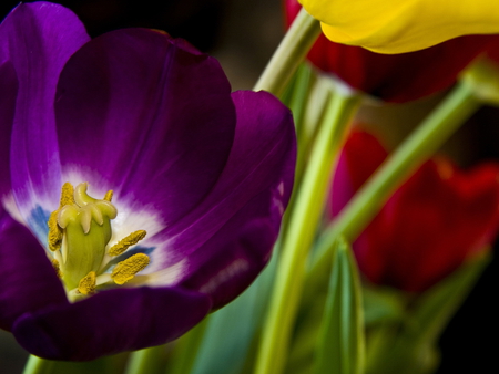 Awesome Colors - green, yellow, violet, red