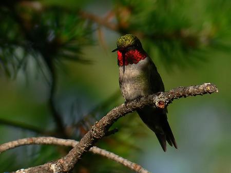 Hummingbird - tree, hummingbird, animal, bird