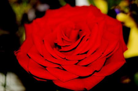 Rose - red, flower, nature, rose