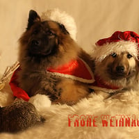 Christmas Dogs