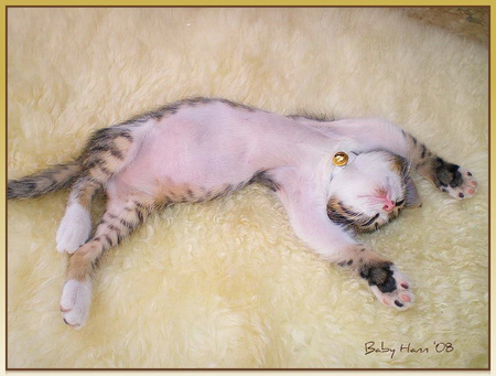 Sleeping kitten - rug, feral, kitten, sleeping, cat