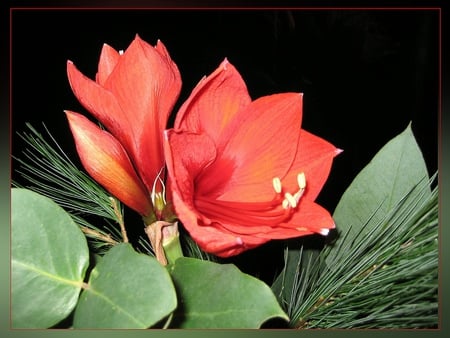 Amaryllis for Cinzia - pot flower, amaryllis, red, beautiful