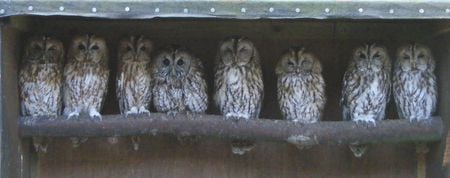 Birds Of A Feather - sleepy, perched, cute, lined, watchful, owls, eyes, tired, wild, gray, branch