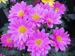 greenhouse flowers