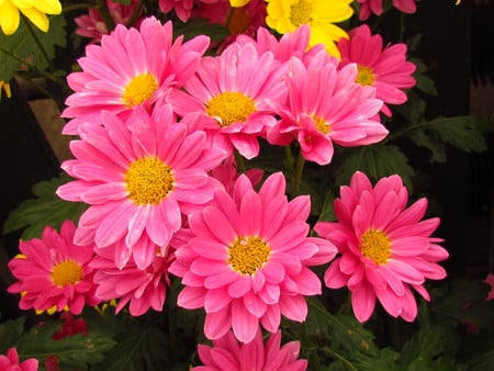 pink flowers - nature, beauty, flowers, pink