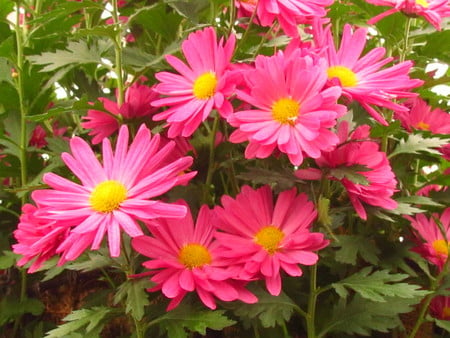 beautiful flowers - flowers, greenhouse, beauty, nature