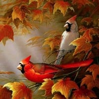 Autumn Cardinals