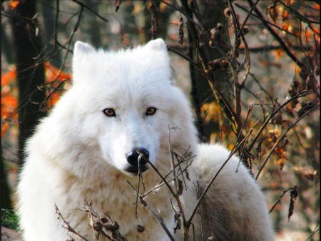 artic wolf - white, nature, artic, wild