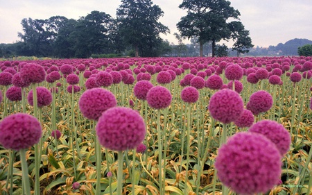 pinkballs - sky, pink, flowers, prety, trees, nature, grass