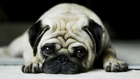 pug - puppy, cute, pug, dog