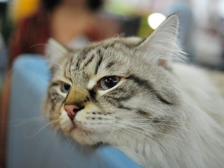 Resting Place - grey, resting, foteille, nice, cat