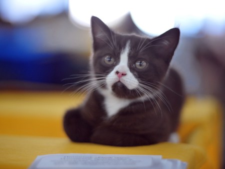 Black & White - nice, cat, black white, resting, kitten