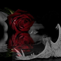 Rose reflection and angel