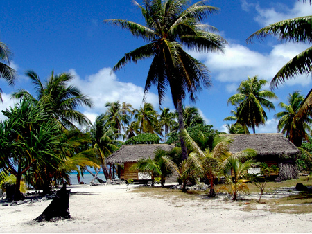 Palmtrees - beach, sand, trees, nature