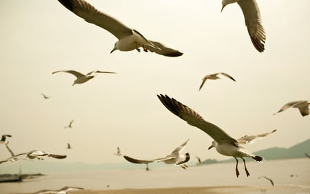 A Flock of Seagulls - birds, coast, seagulls, animals