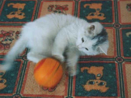 playing kitten - ball, white, playing, nice, kitten