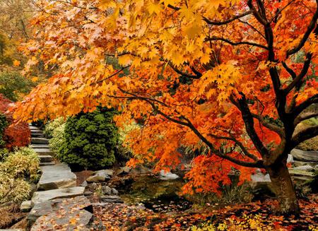 Japanese Autumn Garden - trees, autumn fall, yellow, park garden, red, beautiful, water, stone steps