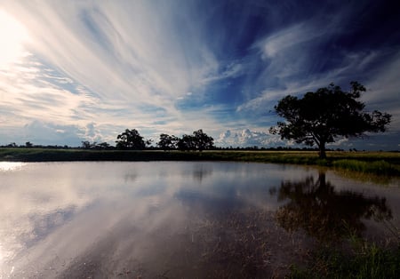 Twilight Pond - trees, water, nature, pond, twilight, evening, lake, reflection