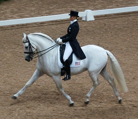 Test - white, horses, spanish, andalusian, dressage