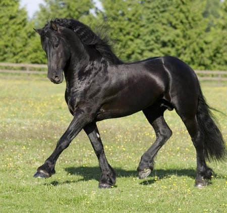 Beautiful Dutch - black, horses, draft horse, dutch, friesian