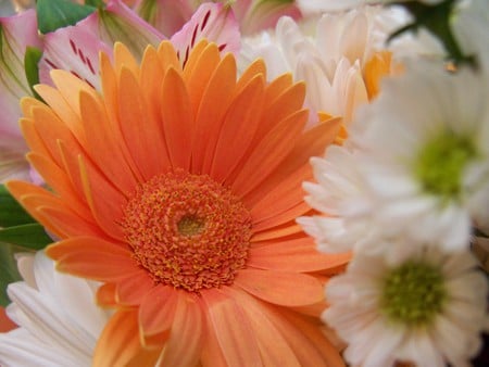 Wonderful Splender - white, green, daisy, orange, petals, pink