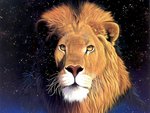 Lion portrait