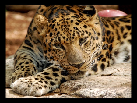 Leopard - wildlife, animal, zoo, leopar