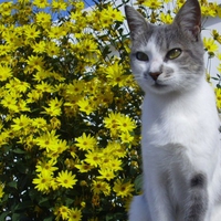 Kitten in garden