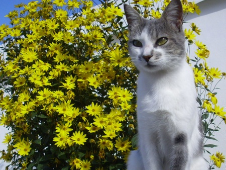 Kitten in garden - garden, flower, kitten, cat, daisy